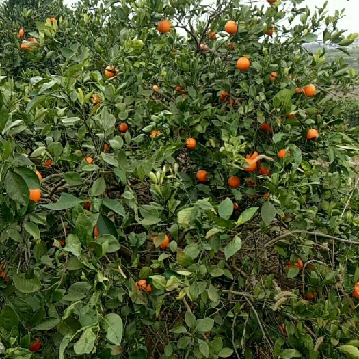  自家种的甜橙，天然，，绿色食品，