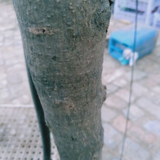 聊城美早苗 5一7公分