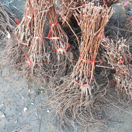 平邑县阳光玫瑰葡萄苗 嫁接苗 裸根苗 