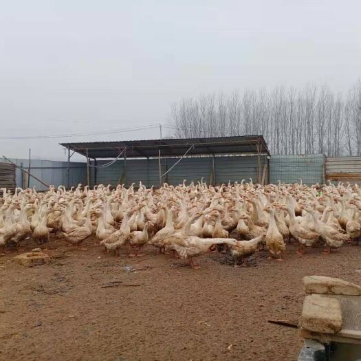 尉氏县白鹅 肉鹅