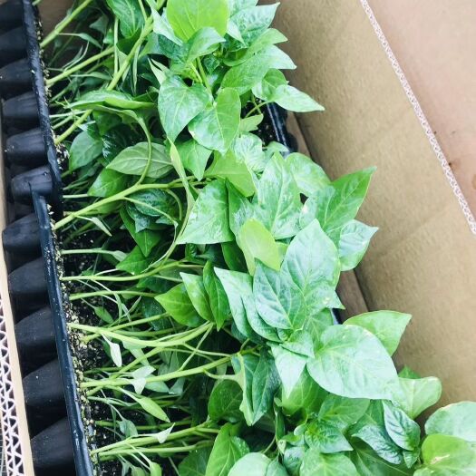 扶沟县羊角椒苗  金富130辣椒苗~早熟黄皮羊角椒顺直膨果快粗4厘