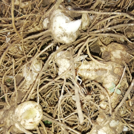 万源市姜形黄精 黄精种块茎