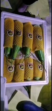 昌江县羊角蜜甜瓜 海南瓜老汉农业，种植的真正海沙地的羊角蜜，香甜可口欢迎预订。