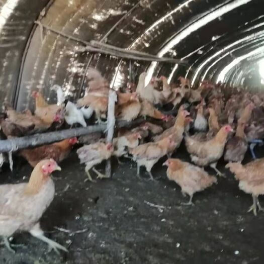 滨海县 正宗土鸡 散养鸡22一斤 老母鸡有黄油有营养 量大优惠