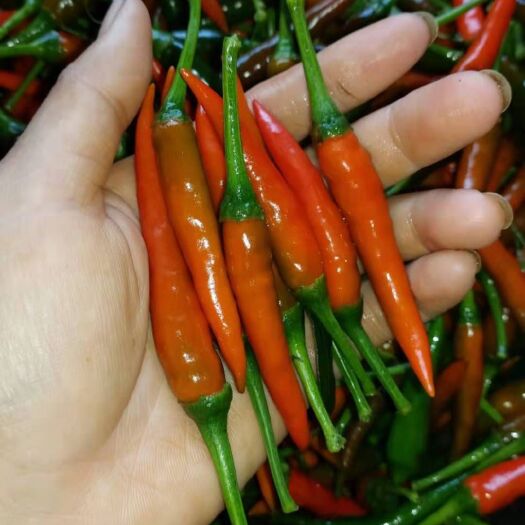 龙州县海花红辣椒 越南红辣椒