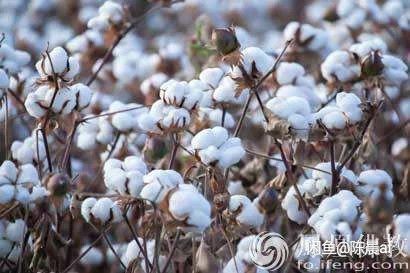 新疆籽棉皮棉网套零售批发产地直发货真价实