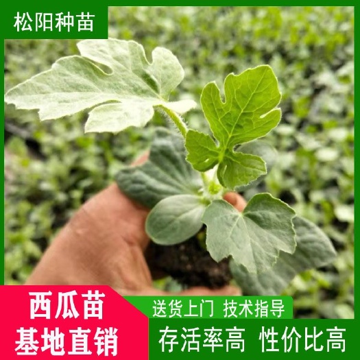 宿州美都西瓜苗  嫁接西瓜苗