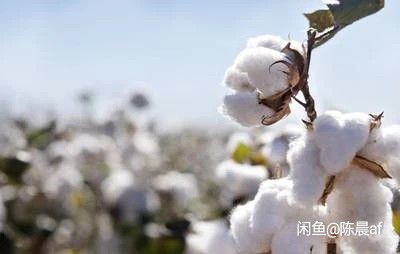 新疆籽棉皮棉网套零售批发产地直发货真价实