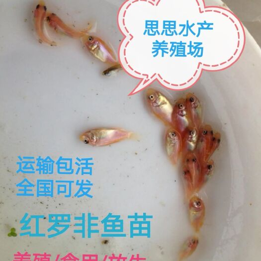 东莞市红罗非鱼苗，花调鱼苗