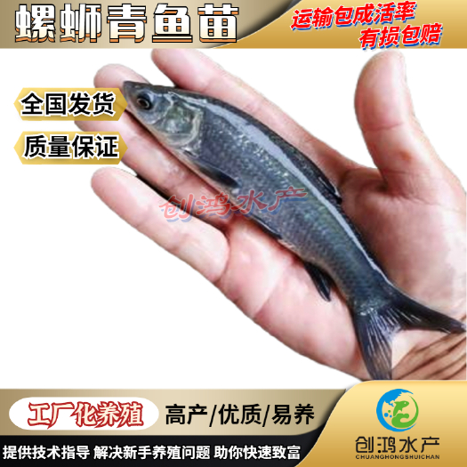 广州供应大量供应优质青鱼苗 螺丝青鱼苗 黑鲩鱼苗 四大家鱼