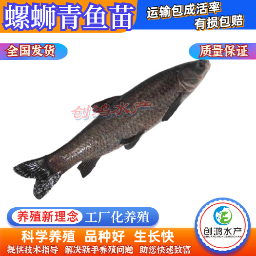 广州【苗场直销】优质青鱼鱼苗 青鱼苗 黑鲩鱼苗 螺丝青鱼苗