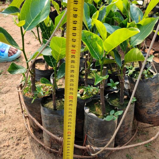 龙州县四季菠萝蜜苗 18个月结果的四季早蜜！