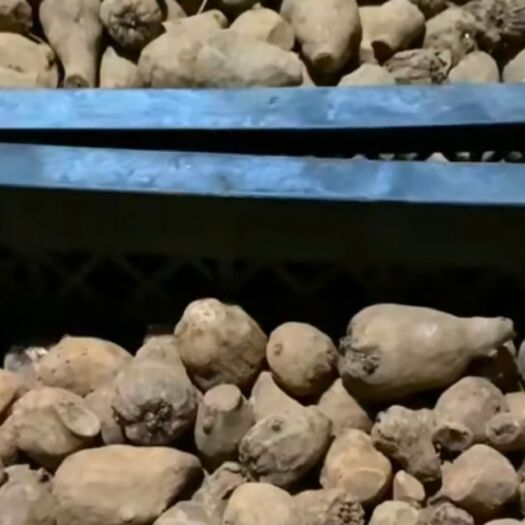 富源县 魔芋一代，魔芋二代，量大从优