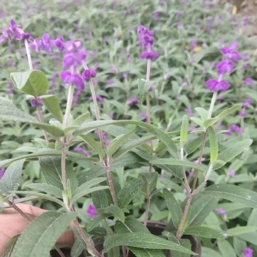 东莞市墨西哥鼠尾草 盆苗