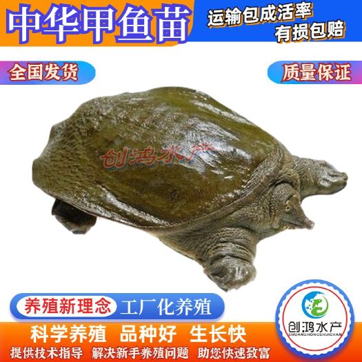 广州【优惠包邮】中华甲鱼苗 水鱼苗 外塘精养 放生鱼