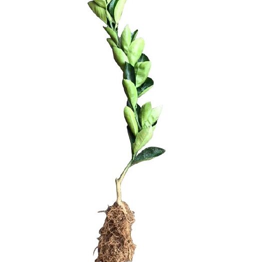 龙山县纽荷尔脐橙苗 纽荷尔脐橙幼苗一年