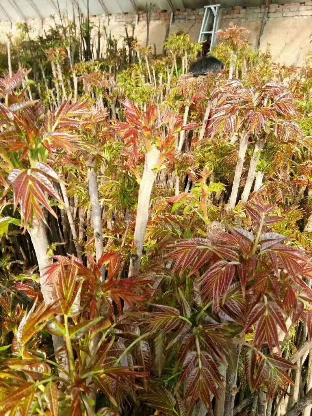 红油香椿苗 香椿树苗，花海苓苗木园艺场大量提供红油香椿树苗