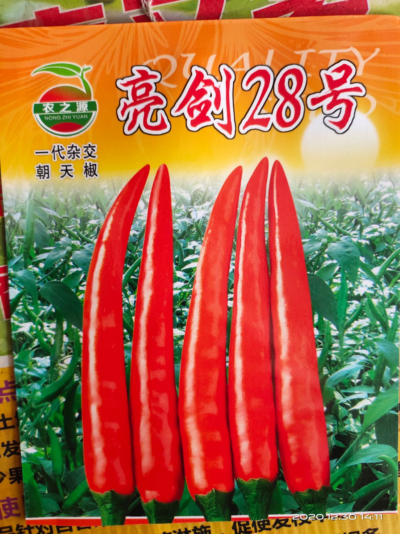 朝天椒苗 单生 基地直供 品质保证 量大从优 包邮