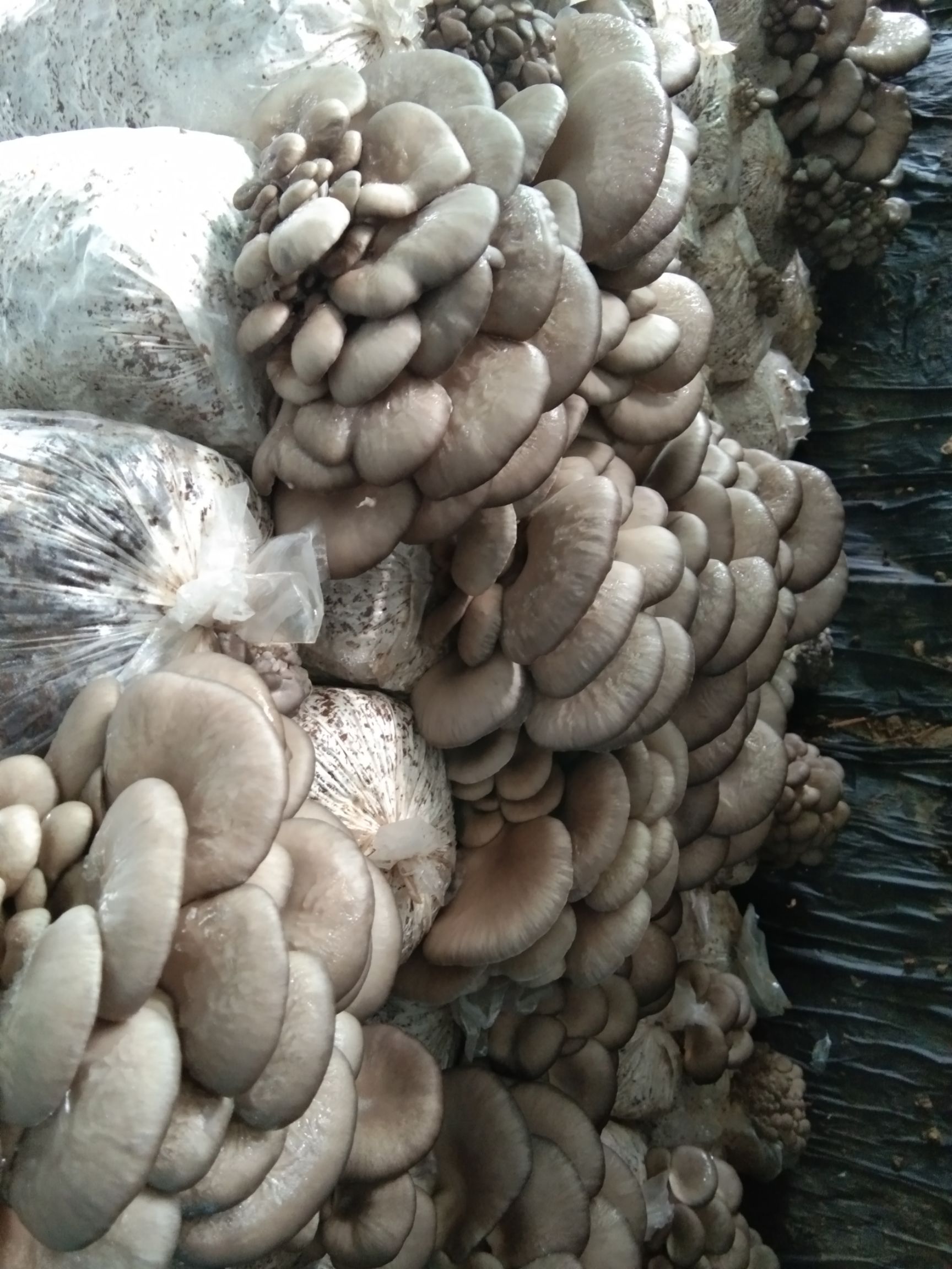 鲜平菇 精品平菇，大量出菇，质量，欢迎采购