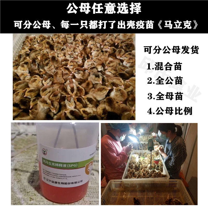 土鸡苗  〖10000送100〗优质江汉黄母苗