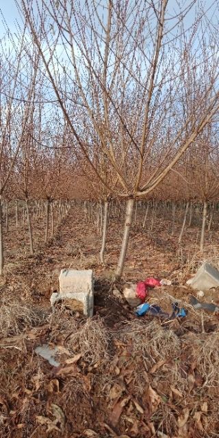 泰安 红叶碧桃3一10公分