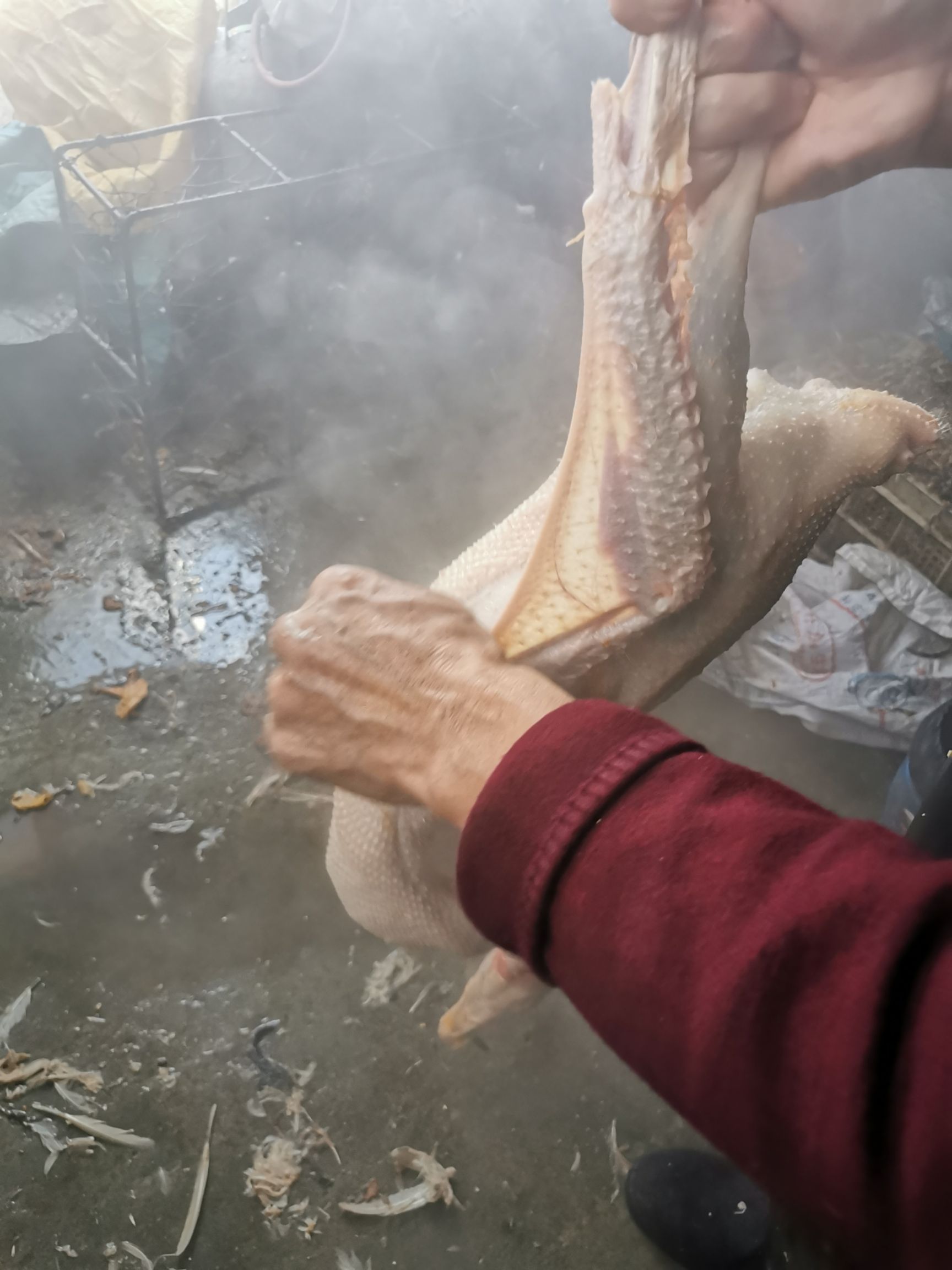 白鹅 东北大鹅