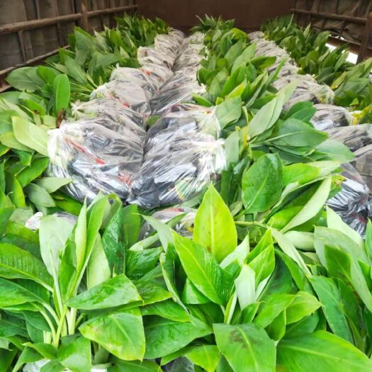 南宁 广西农科院制种香蕉苗粉蕉苗大量批发出售