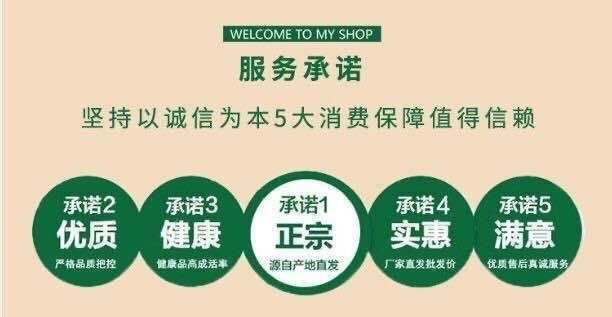 土鸡苗  〖10000送100〗优质江汉黄母苗