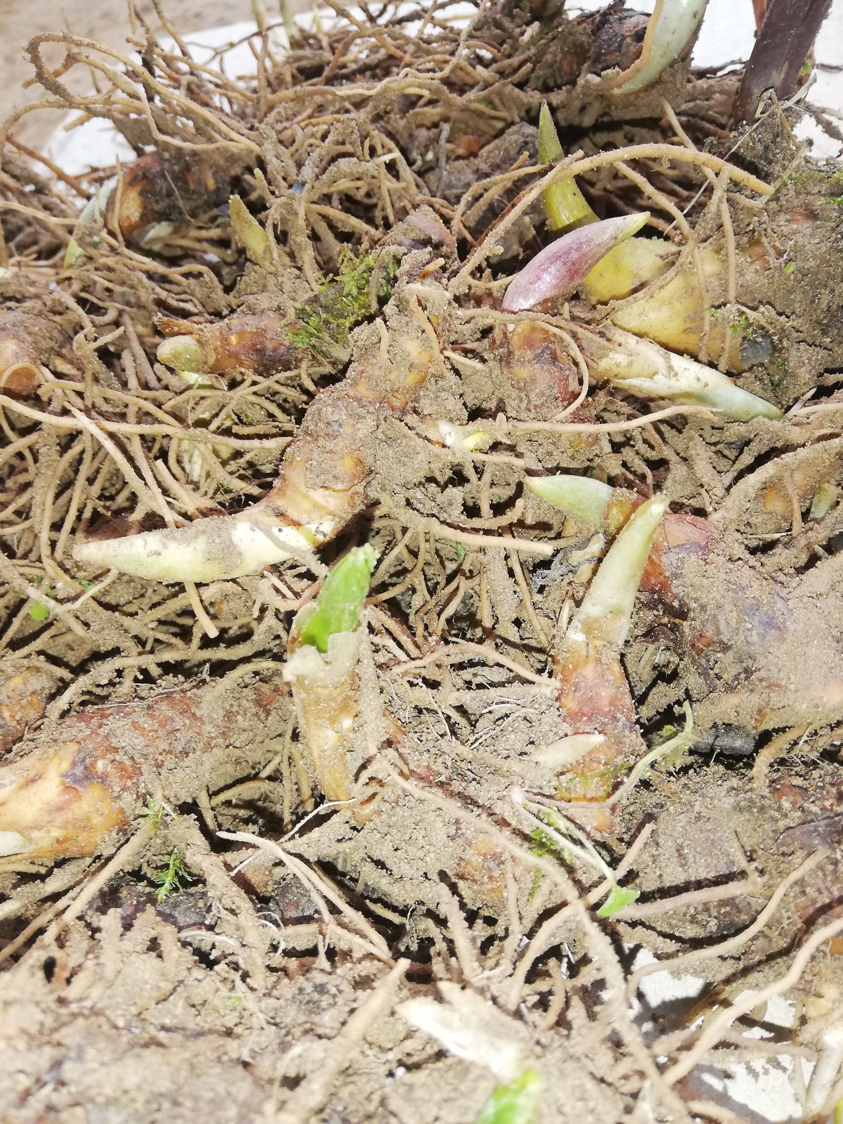  华重楼块茎