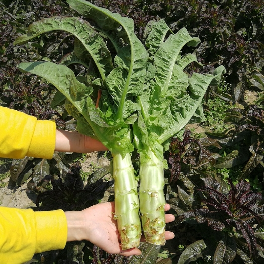 泰州红叶莴笋 红叶香莴苣产地直供，欢迎自提