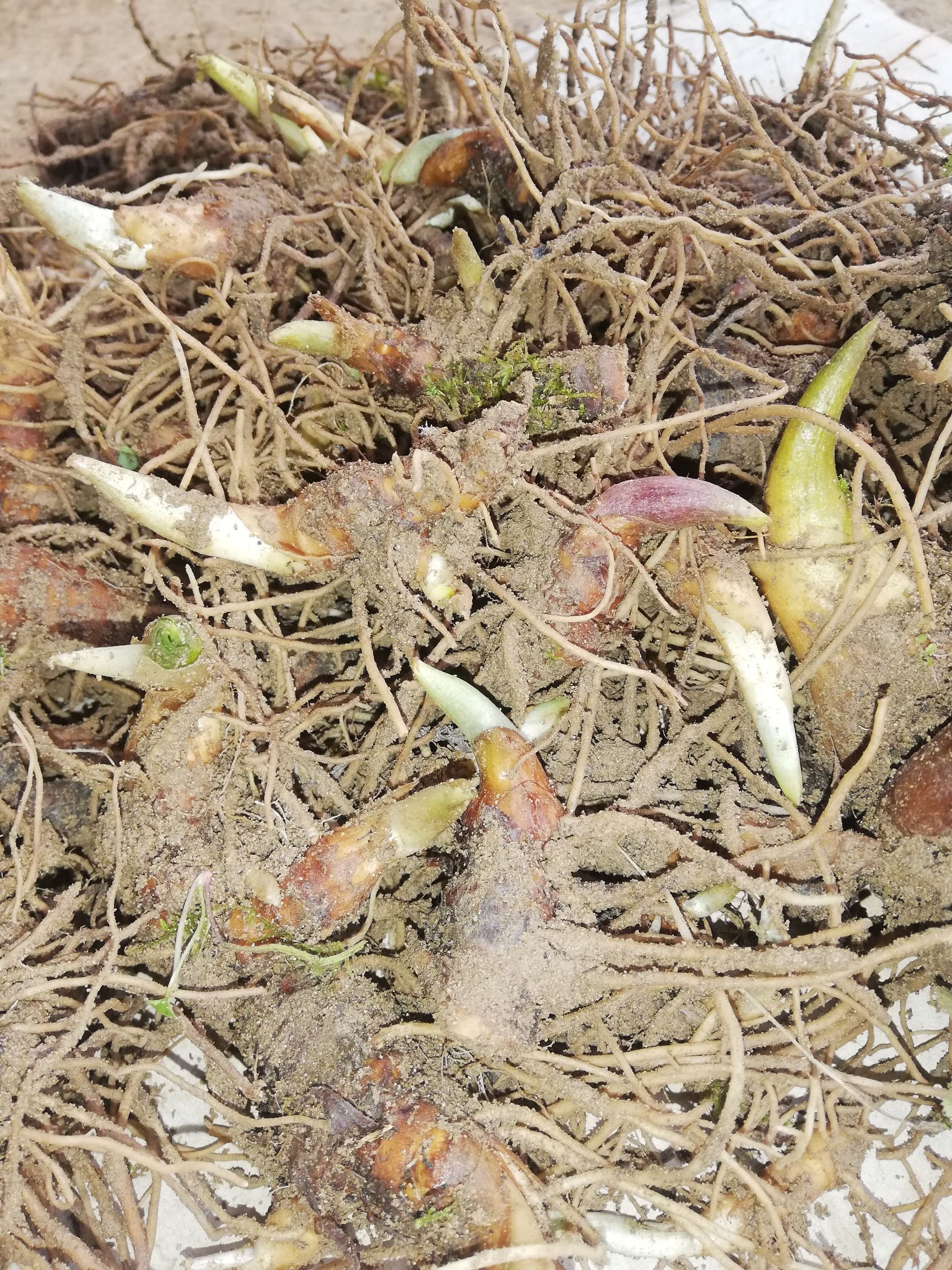  华重楼块茎