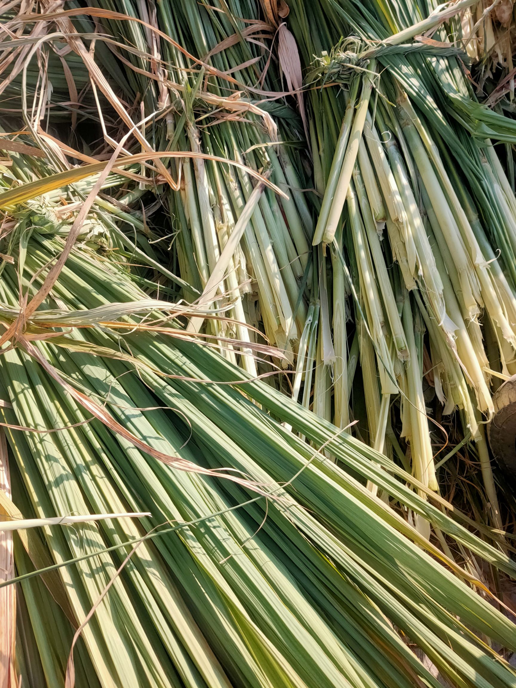 青贮类饲料 广西优质甘蔗尾碎料,压块