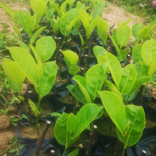 乐东县红肉菠萝蜜苗 海南菠萝蜜苗～多种品种