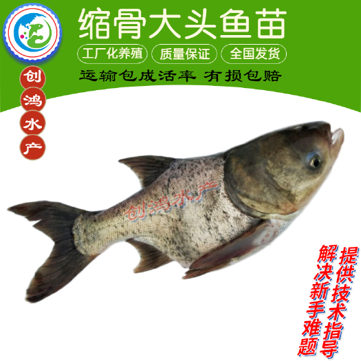深圳【火热推介】缩骨大头鱼苗 缩骨鱼苗 缩骨鳙鱼苗