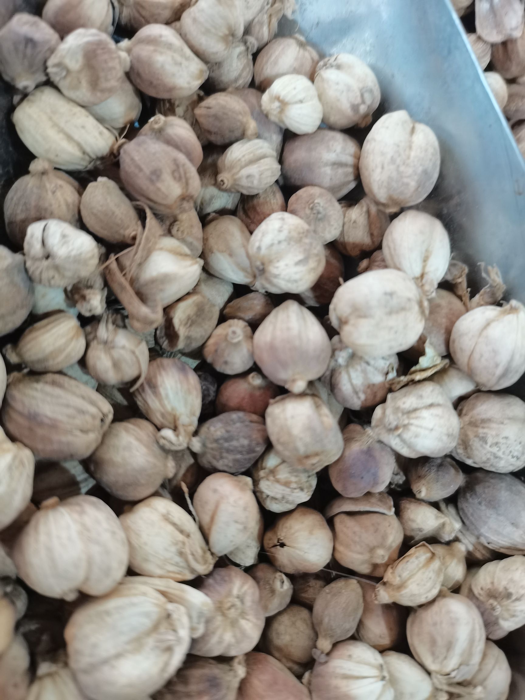 **原货白豆寇过风过检特全干水洗白豆蔻量大价格有优势