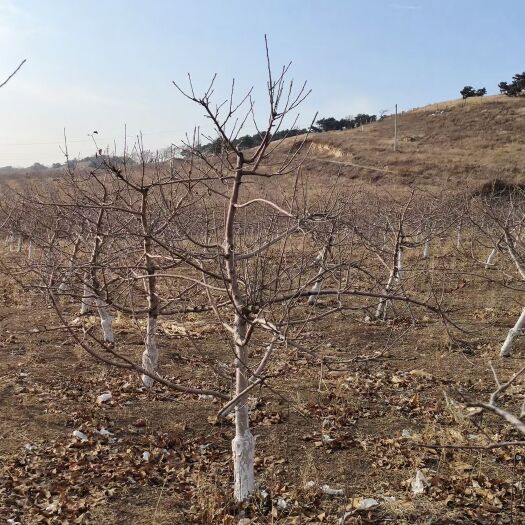 开原市寒富苹果树苗  供应 苹果树 寒富高产苹果树 园区庭院绿化 乡村公园观赏果树