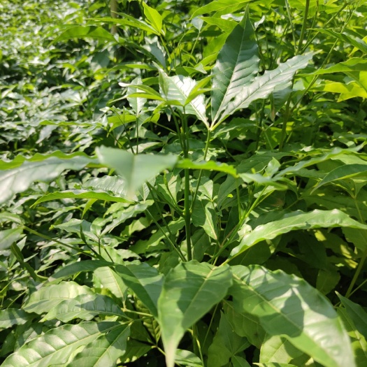 三丫苦  三叉苦种苗
