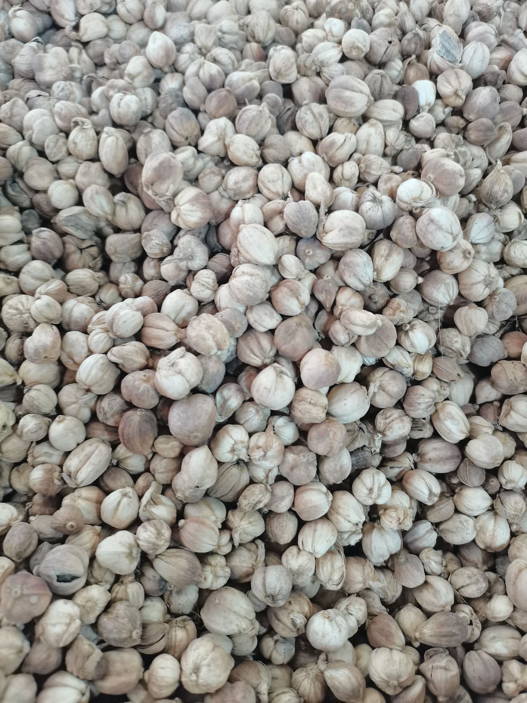 **原货白豆寇过风过检特全干水洗白豆蔻量大价格有优势