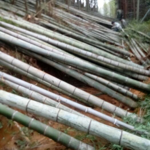 建瓯市毛竹  根据客户要求定制规格