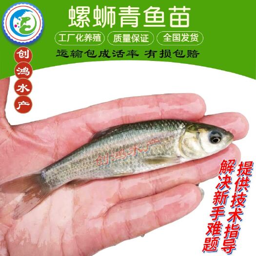 广州大量供应 优质青鱼苗 螺丝青鱼苗 黑鲩鱼苗 四大家鱼