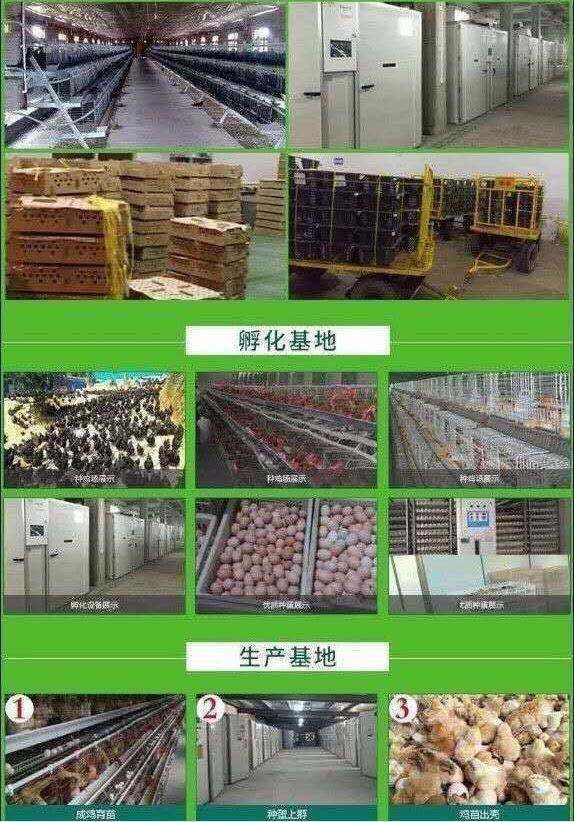 土鸡苗  〖10000送100〗优质淮南王母鸡苗