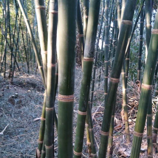 佛山大量有排山竹出售