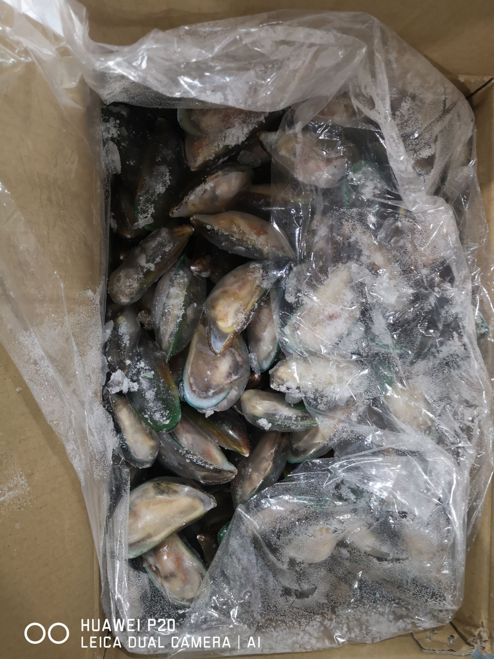 翡翠贻贝 冰鲜冻品青口贝