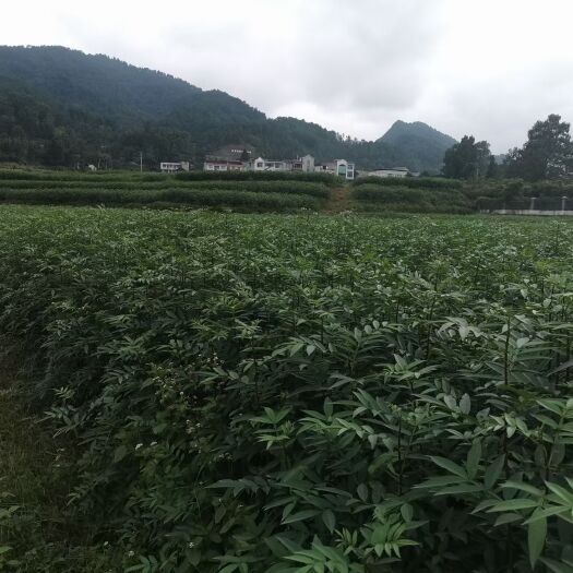 九叶青花椒苗 