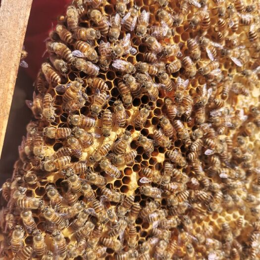 广州土蜂 蜜蜂出售，带新箱，两子脾一王