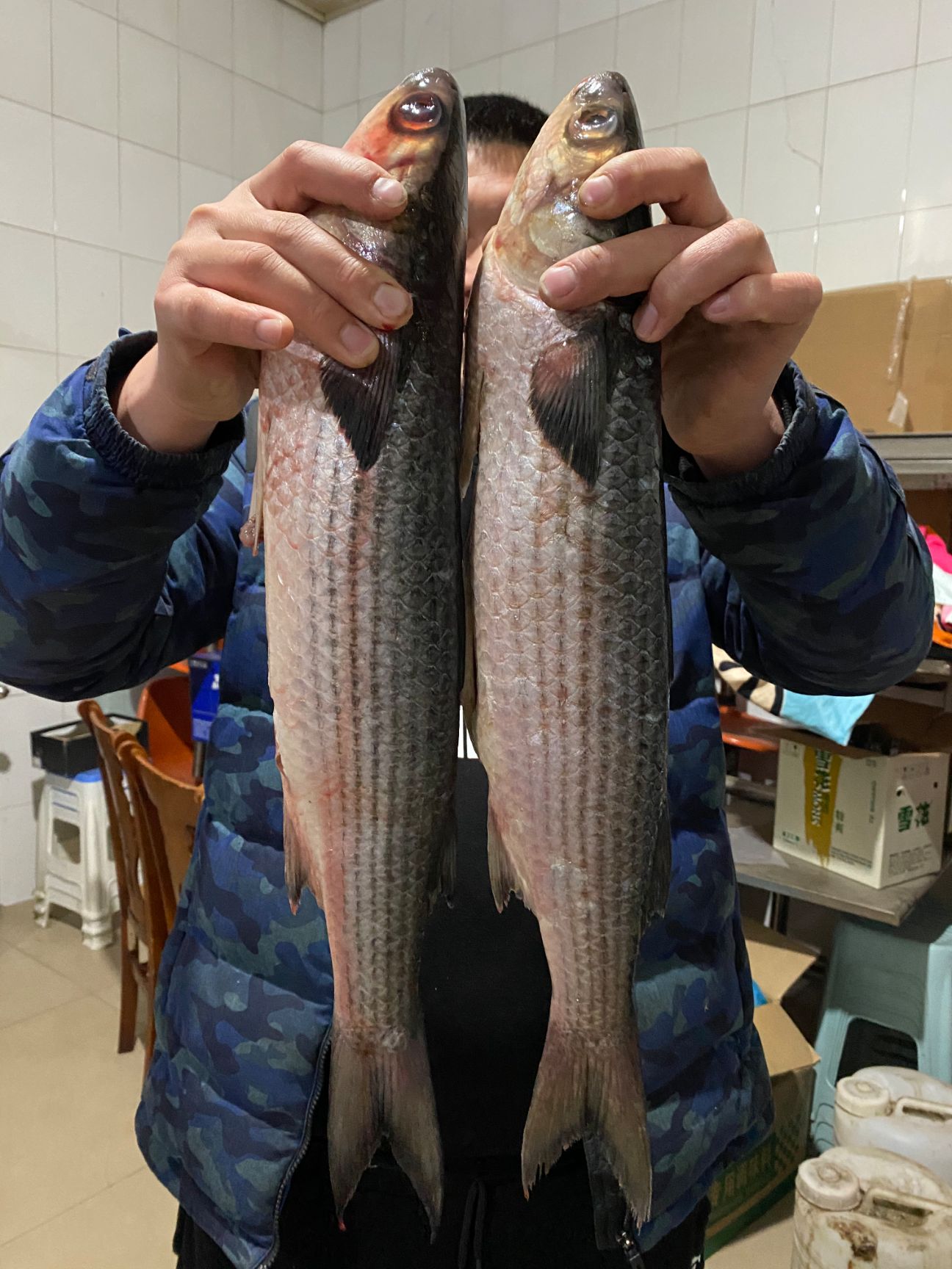 渤海梭鱼大梭鱼