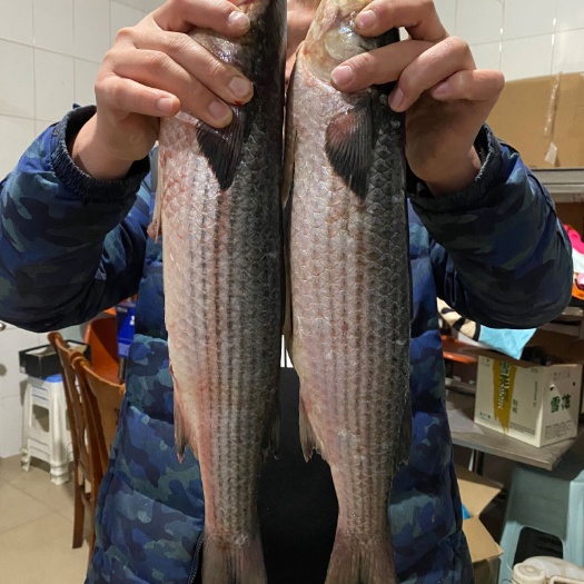 日照渤海梭鱼大梭鱼