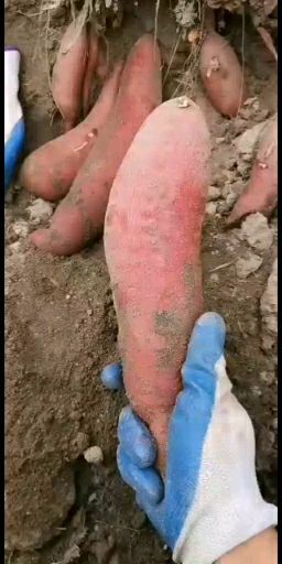 西瓜红，蜜薯