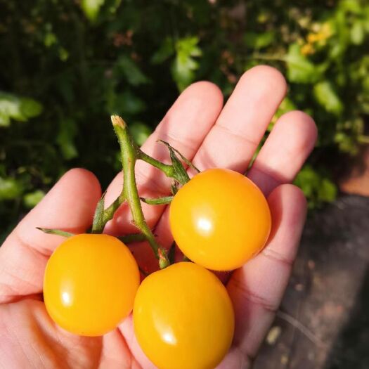 义县金蜜佳小番茄 一级 