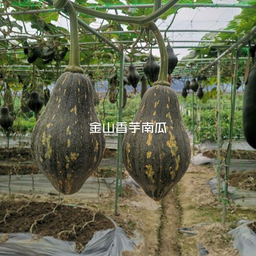 香芋南瓜种子，南瓜种子，口感佳，香芋味道浓郁，厂家直销